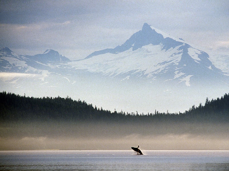 A humpback whale breaches in Seymour Canal with a backdrop of Mt. Sumdum in Southeast Alaska.