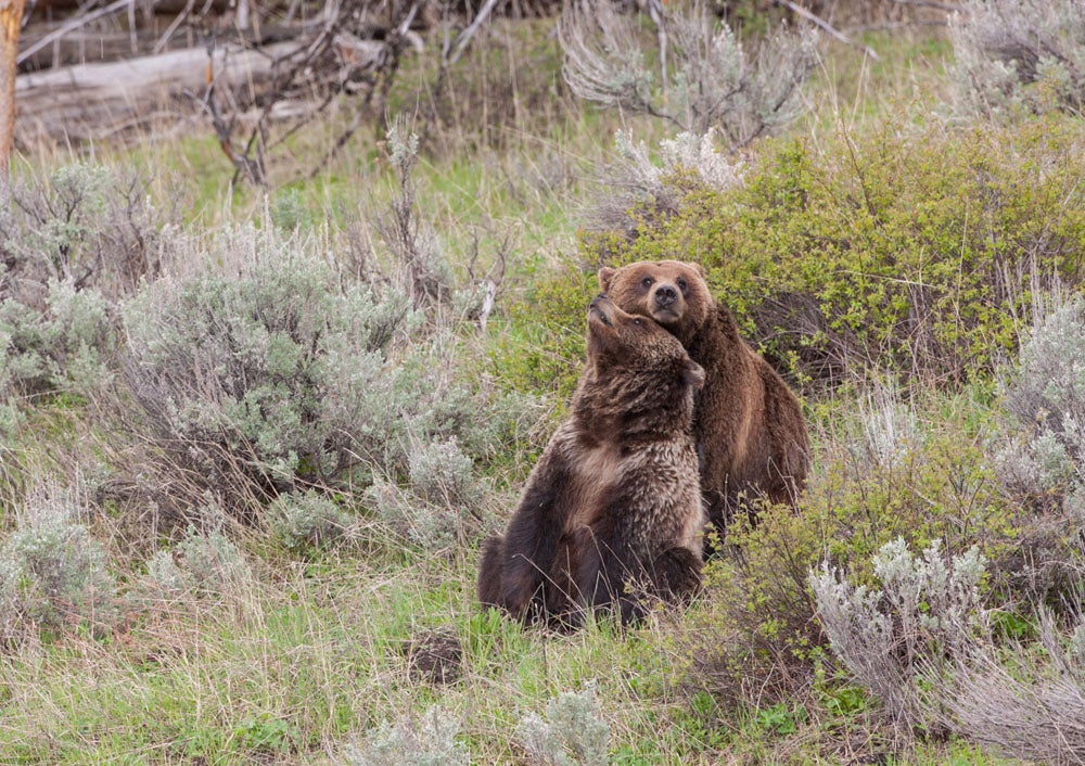 Grizzly bears. Federal biologists acknowledge that population growth of the Yellowstone grizzly bear has flattened over the past decade.
(Photo courtesy of Tom Murphy)