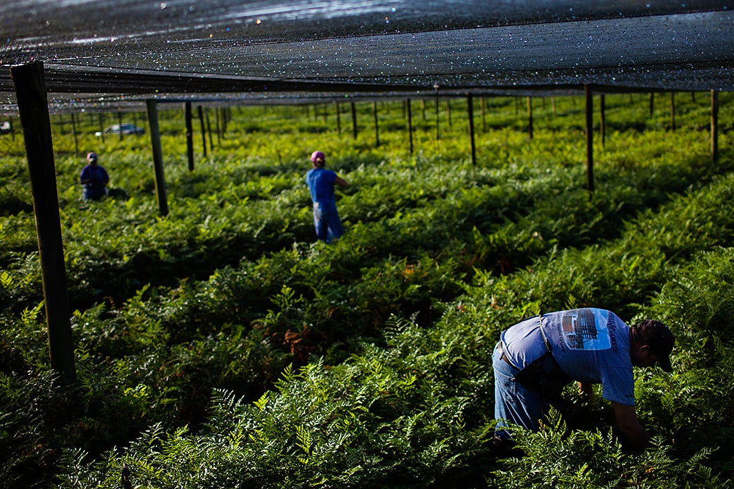 Farmworkers harvest in Pierson, FL. Campesinos trabajan en Pierson, FL
(PHOTOS BY DAVE GETZSCHMAN FOR EARTHJUSTICE)