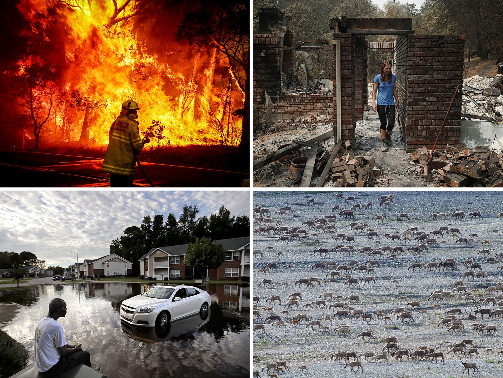 Top: A firefighter fights a bushfire in Dec. 2019 on the outskirts of Bilpin, Australia. Emily Scott walks through the ruins of her house burned in the July 2018 Carr Fire in Shasta, Calif. Bottom: Augustin Dieudomme looks out at the flooded entrance to his Fayetteville, N.C., apartment complex after Hurricane Florence. The Porcupine caribou herd migrate south on the Hoola-Hoola River in the Arctic Refuge. (Clockwise from top left: David Gray / Getty Images; John Locher / AP; Florian Schulz; David Goldman / AP