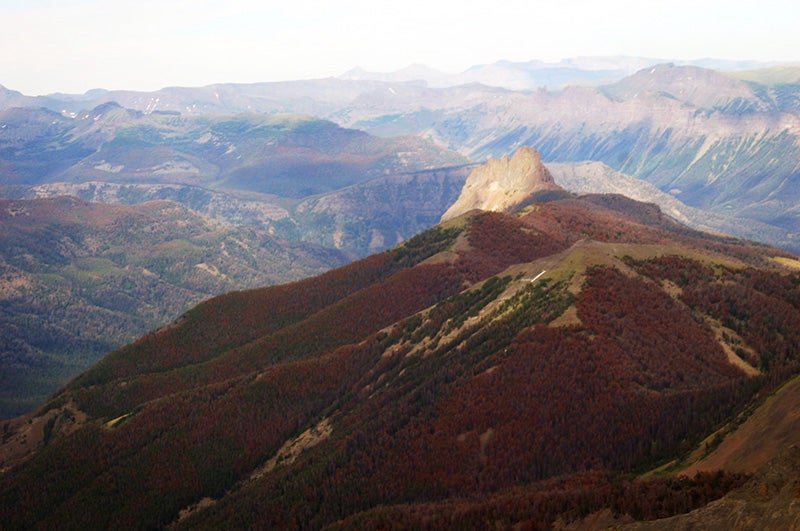 Mountain pine beetles have killed large areas of forests in the West, such as these dead and dying trees flanking Avalanche Peak on the border between Yellowstone National Park and the Shoshone National Forest in Wyoming.
(Roy Renkin / National Park Service)