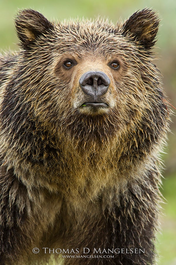 A small blade of grass in the corner of her mouth, this young grizzly takes a break from grazing to survey the meadow along Pilgrim Creek.
June 14, 2011 (Photo courtesy of Thomas D. Mangelsen)