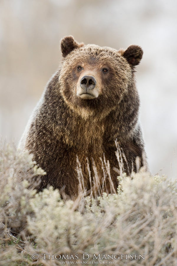 Grizzly 399 pauses in her foraging among the sagebrush. (Photo courtesy of Thomas D. Mangelsen)