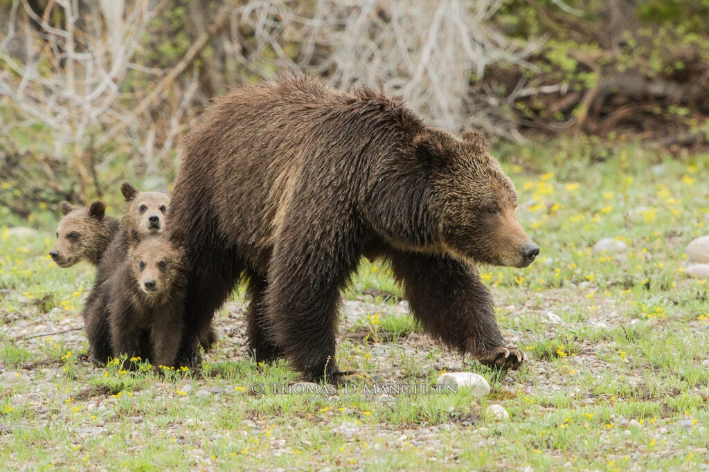 Silver-tipped Grizzly 399 surveys a meadow, looking for potential dangers for her three young cubs. May 19, 2013 (Photo courtesy of Thomas D. Mangelsen)