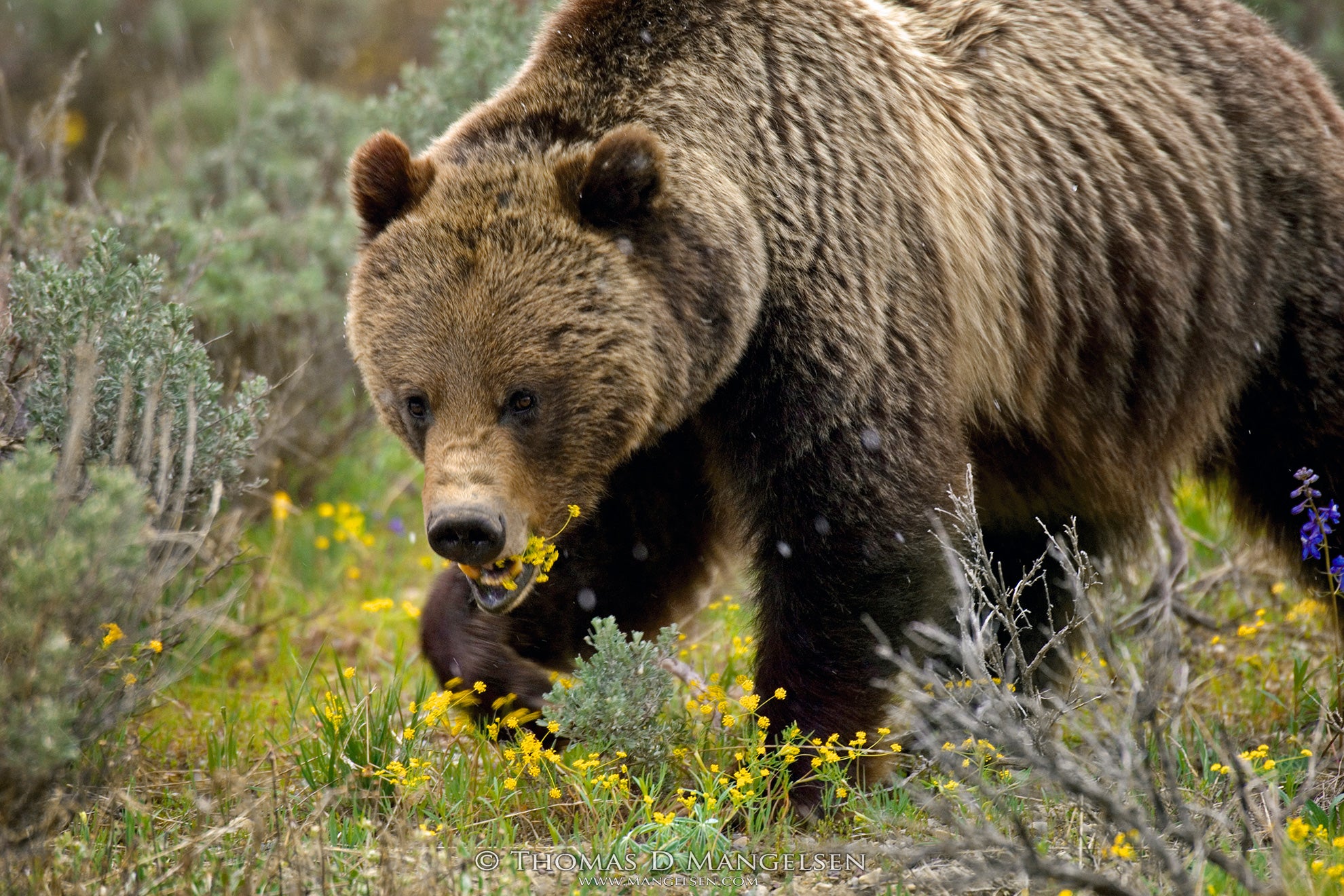 A grizzly bear grazes on sulphur flowers in Grand Teton National Park, Wyoming. (Thomas D. Mangelsen)