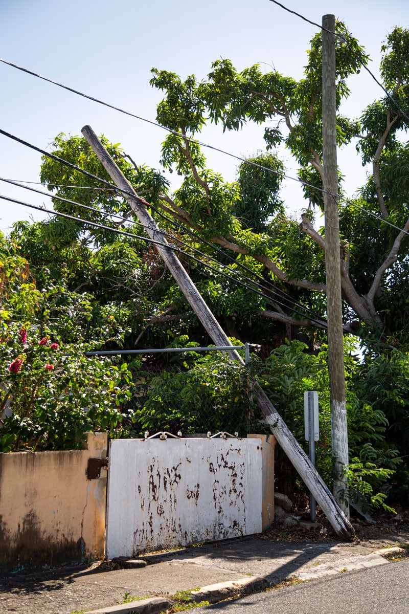 Electric pole leaning on its side beside multiple power lines and amidst branches and an abundance of green foliage from nearby trees and plants. Sun shining brightly.