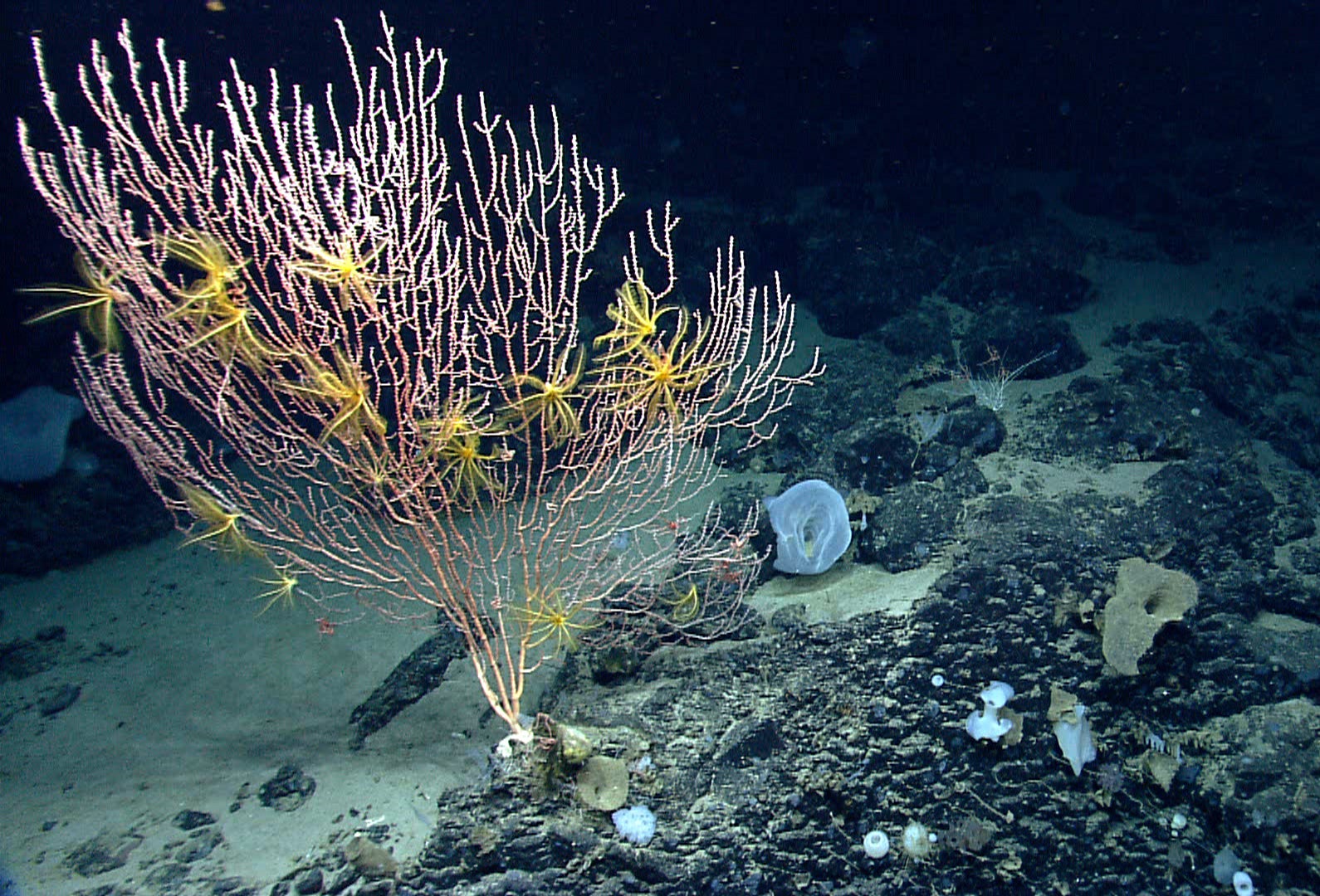 A deep sea view of a large pink-colored coral with many thin branches with about a dozen of bright yellow sea stars with long thing legs holding onto its branches.