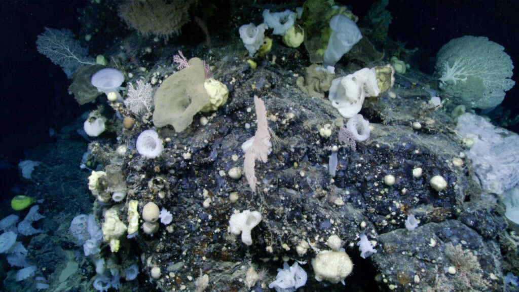 A stunning array of corals and sponges on Retriever Seamount. This high diversity and density was characteristic of what scientists saw during a deep-sea expedition. (NOAA Office of Ocean Exploration and Research / Deep Connections 2019)