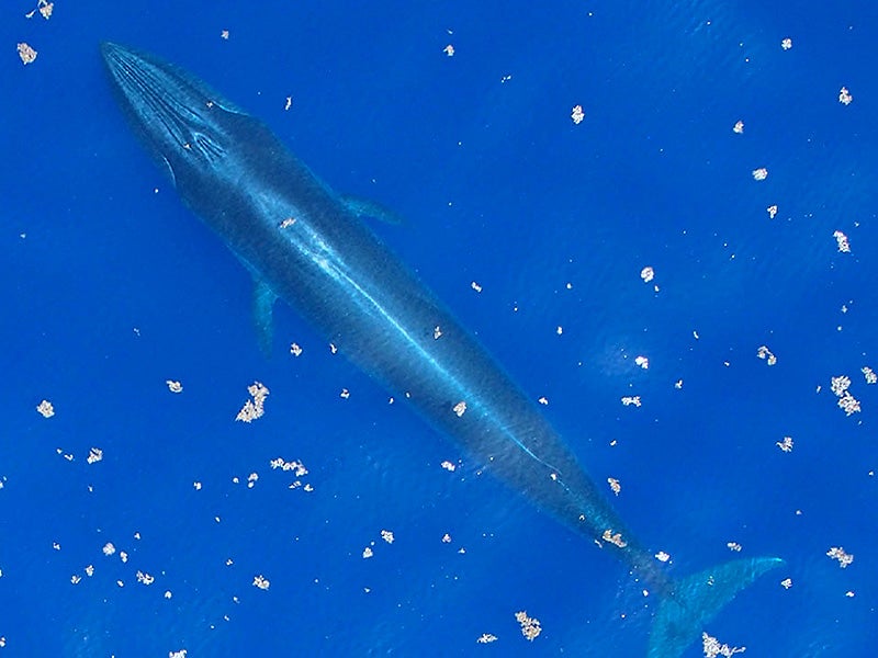 Rice's whale, photographed in the Gulf of Mexico. Rice's whales are members of the baleen whale family Balaenopteridae. With likely fewer than 100 individuals remaining, Rice's whales are one of the most endangered whales in the world. (NOAA)