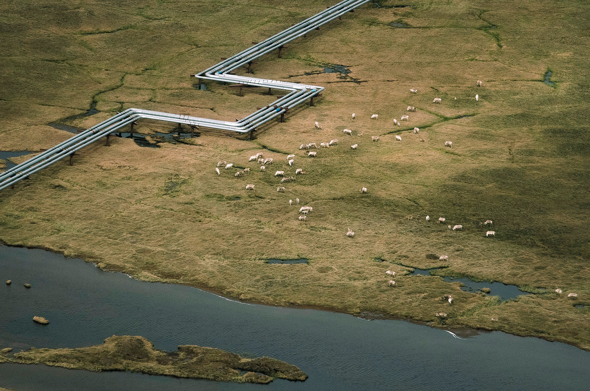 Caribou graze near fossil fuel pipelines in Alaska’s Western Arctic in the Lake Teshekpuk area. (Kiliii Yuyan for Earthjustice)