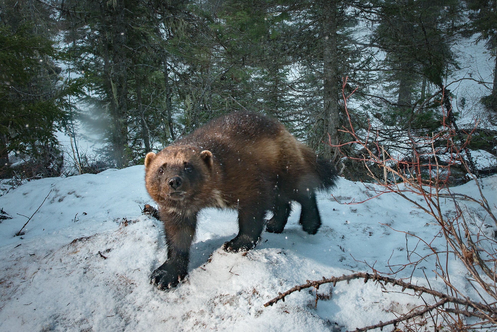 A wolverine photographed in the wild using a camera trap in Western Montana. The photo was made under a special use permit with the Flathead and Lolo National Forests.