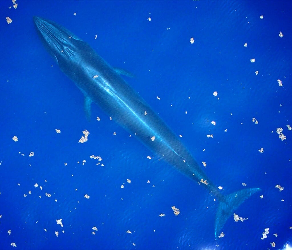 An aerial photo of a Gulf of Mexico whale, or Rice’s whale, swimming in the gulf. With likely fewer than 100 individuals remaining, Gulf of Mexico whales are one of the most endangered whales in the world. (NOAA)