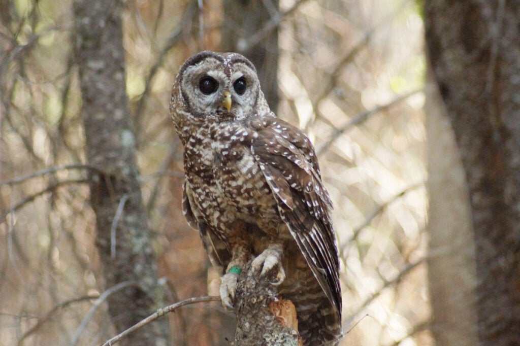 A California spotted owl perches on a tree. (Rick Kuyper / USFWS)