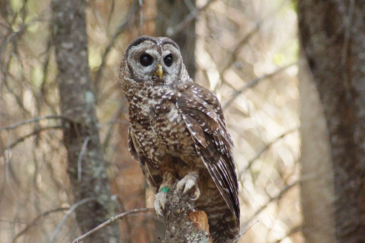 A California spotted owl perches on a tree