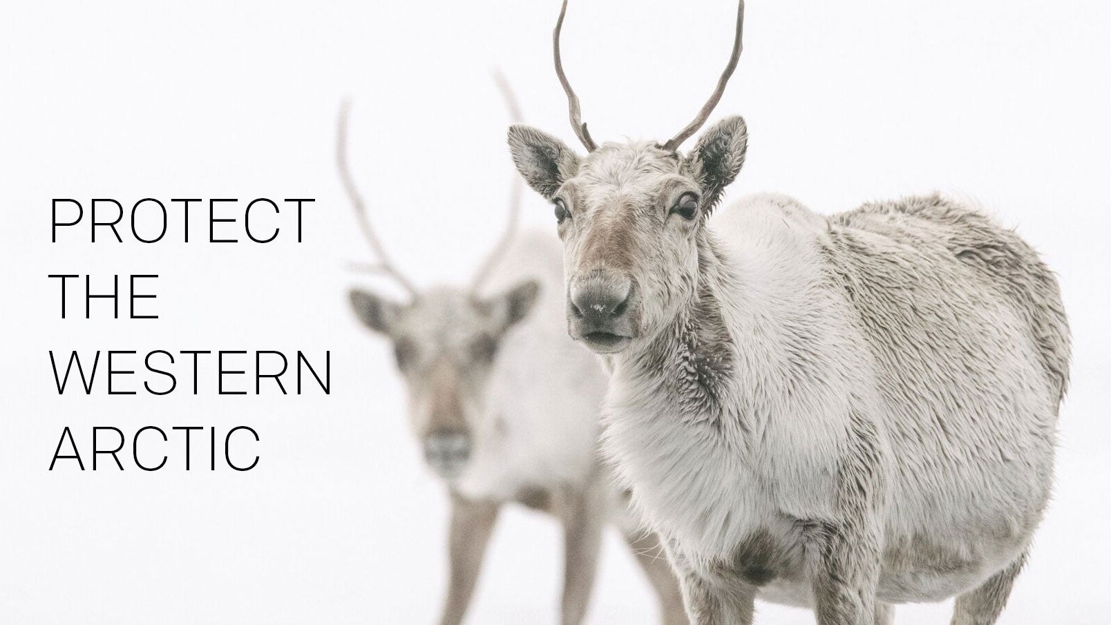 Caribou in the Western Arctic, looking at you.