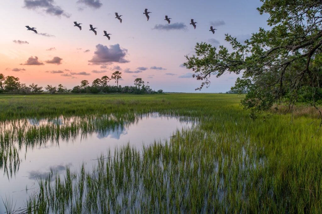 Pelicans flying against a blue and pink sky over a marsh.