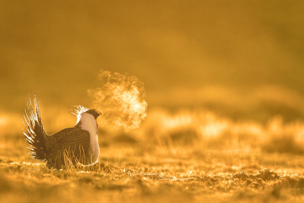 A male sage-grouse looks for a mate on a below-freezing morning in Wyoming.