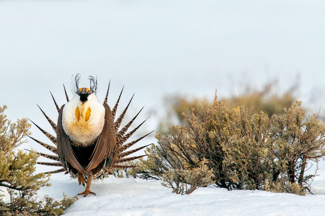 The strutting males do not wait for spring to begin their ritual dance. This male braves Wyoming’s snow and ice to begin his performance in February.
