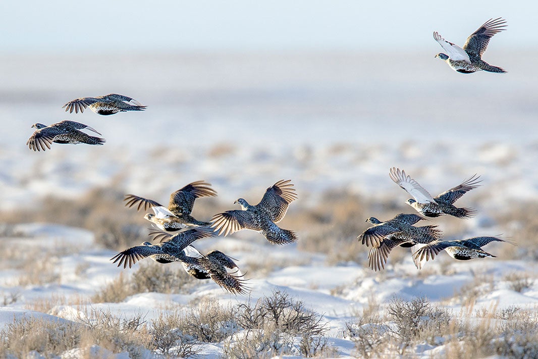 Greater sage-grouse fly in high desert in Sublette County during winter in Wyoming.
