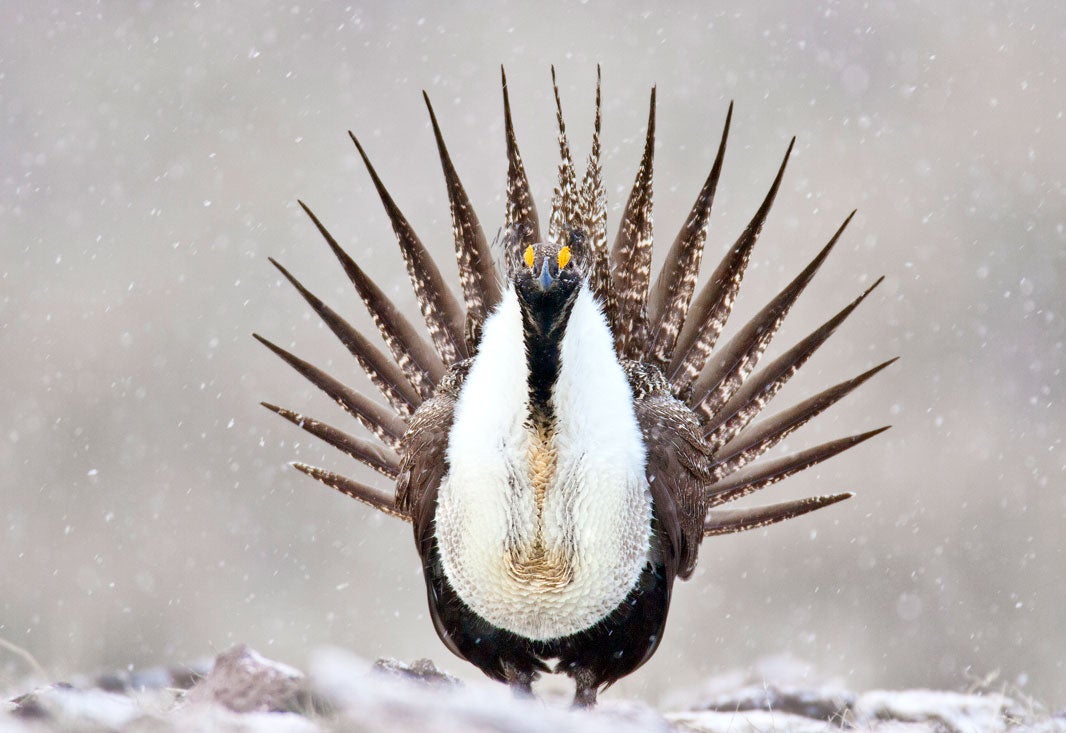 A male greater sage-grouse displays his plumage on a snowy winter day.