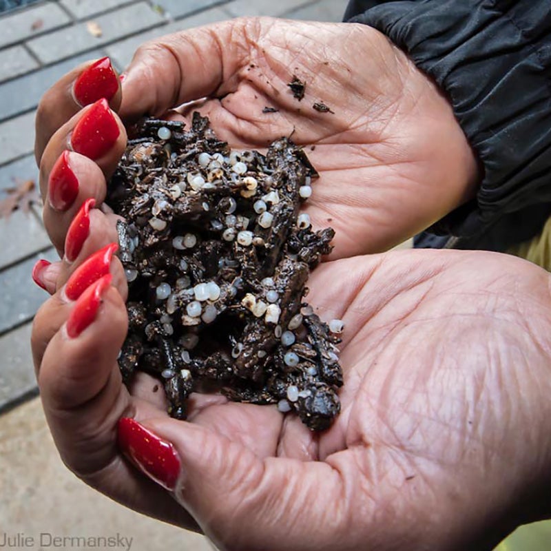 Sharon Lavigne holds “nurdles,” plastic resin pellets produced at petrochemical facilities that serve as the raw ingredient for nearly all plastics. Formosa Plastics has been found to be a serial offender of environmental laws for dumping nurdles.