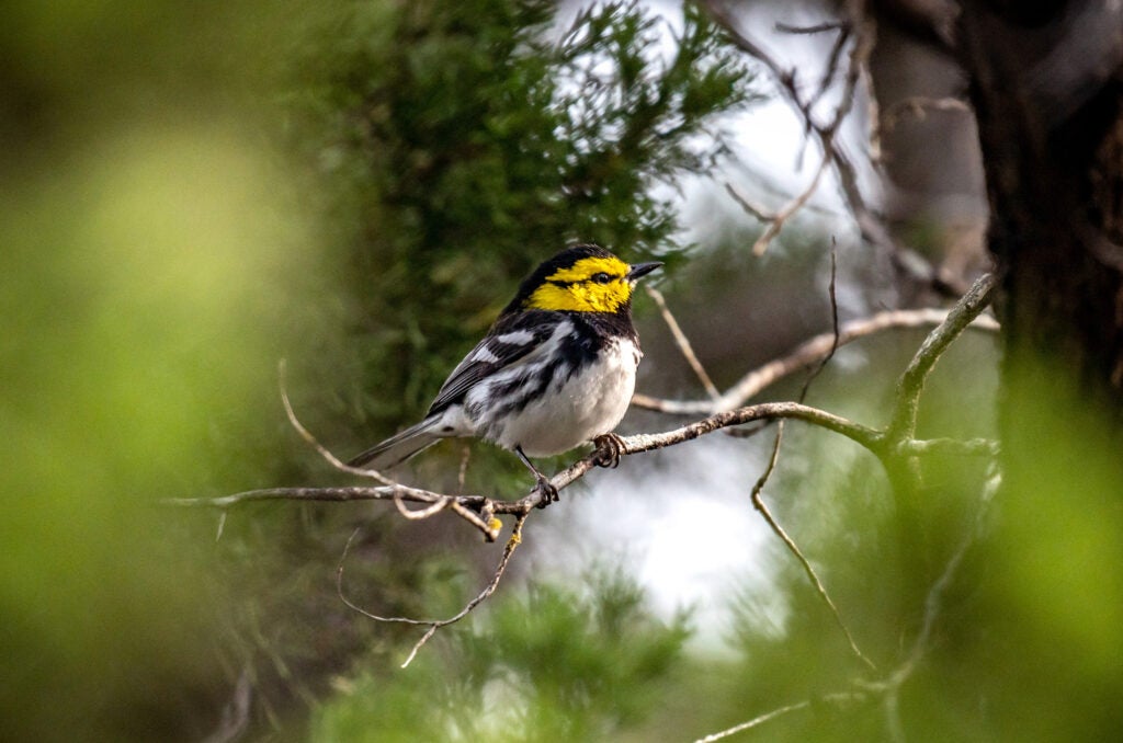 A smaller bird with bright yellow cheeks sitting on a bare branch.
