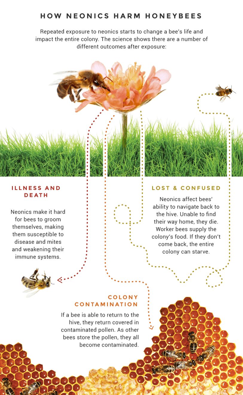 How 'neonics' harm honey bees.