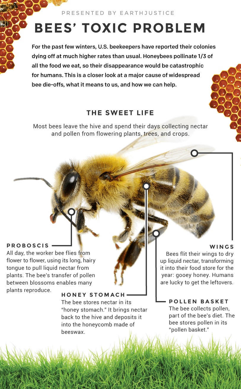 Nearly 1/3 of honey bees have perished in just a few years, and honeybees pollinate 1/3 of all the food we eat. This is a closer look at a major cause of widespread bee die-offs, what it means to us, how we can help.