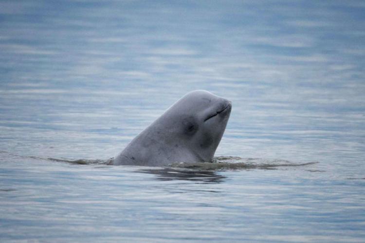 Endangered beluga whale, photographed during a hexacopter photogrammetry study of the Cook Inlet population. (Paul Wade / NOAA Fisheries)