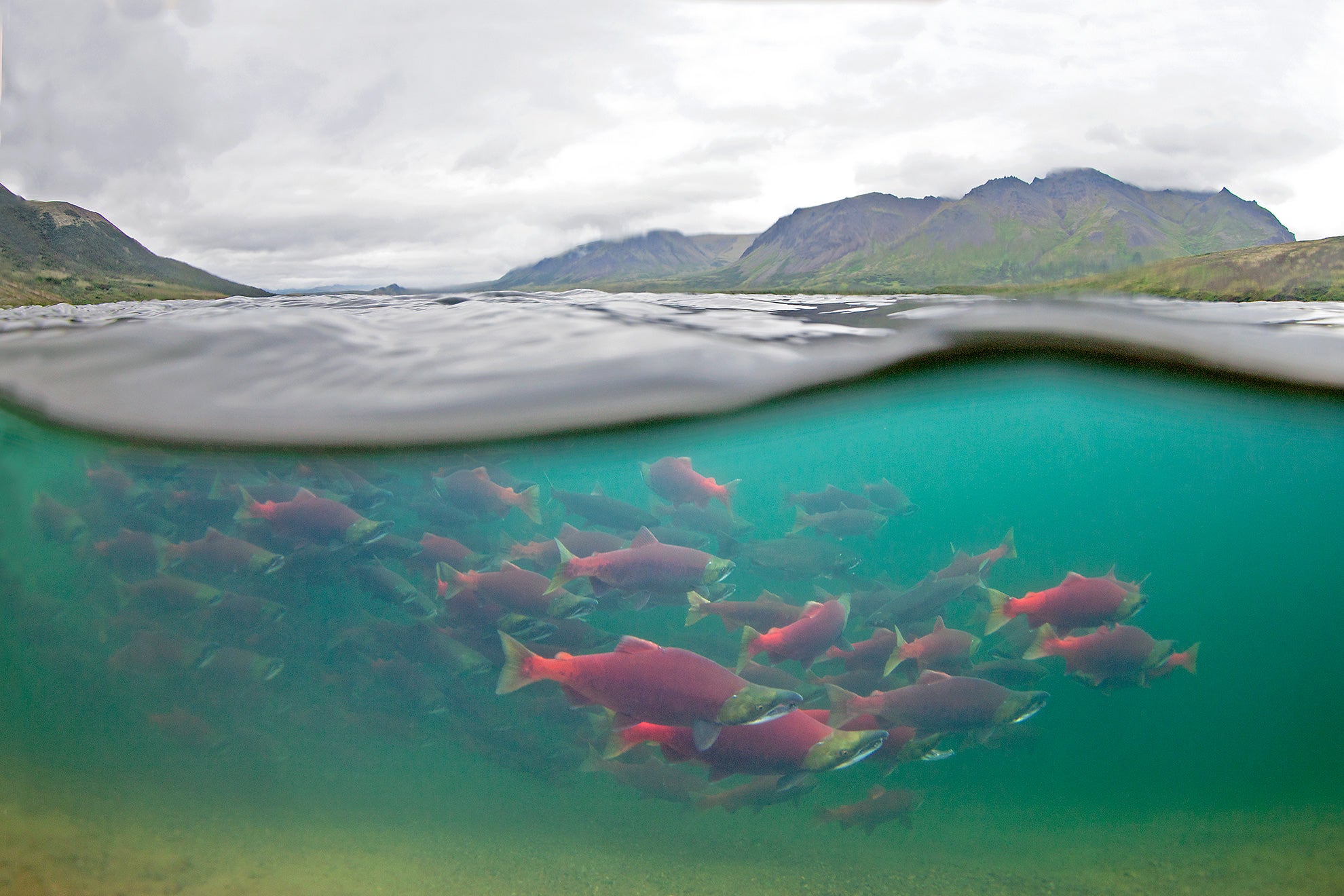 The Bristol Bay watershed.