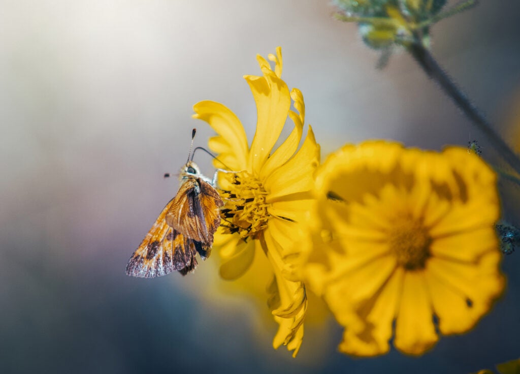 A threatened Mardon skipper butterfly basks in the sun at Cascade-Siskiyou National Monument.