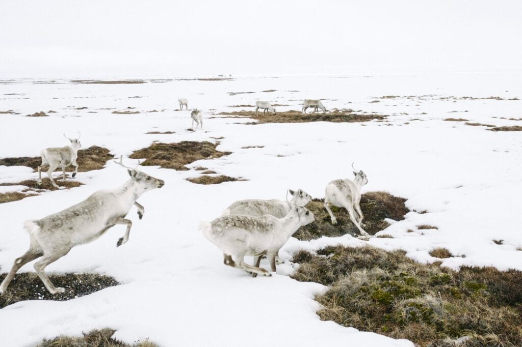 Caribou in the Western Arctic, the region where the Willow Project is being planned. (Kiliii Yuyan for Earthjustice)