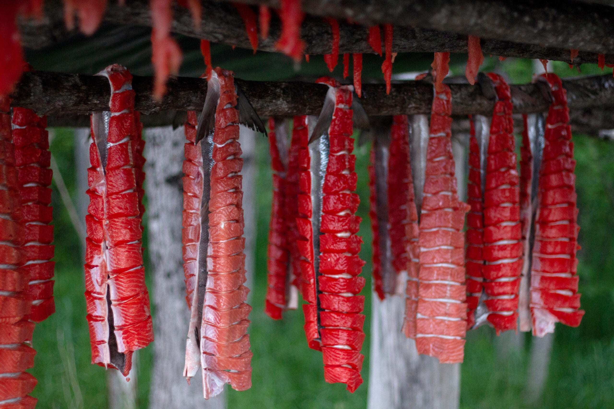 Salmon hang in the Kuskokwim. In the Delta, salmon are caught, prepared by hand, and preserved to feed families throughout the year.
