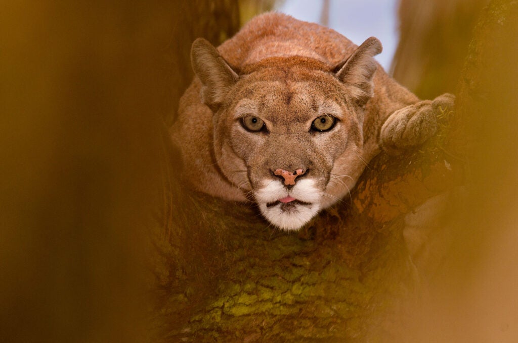 A Florida panther at White Oak Conservation Center, Florida. (Frans Lanting / National Geographic)