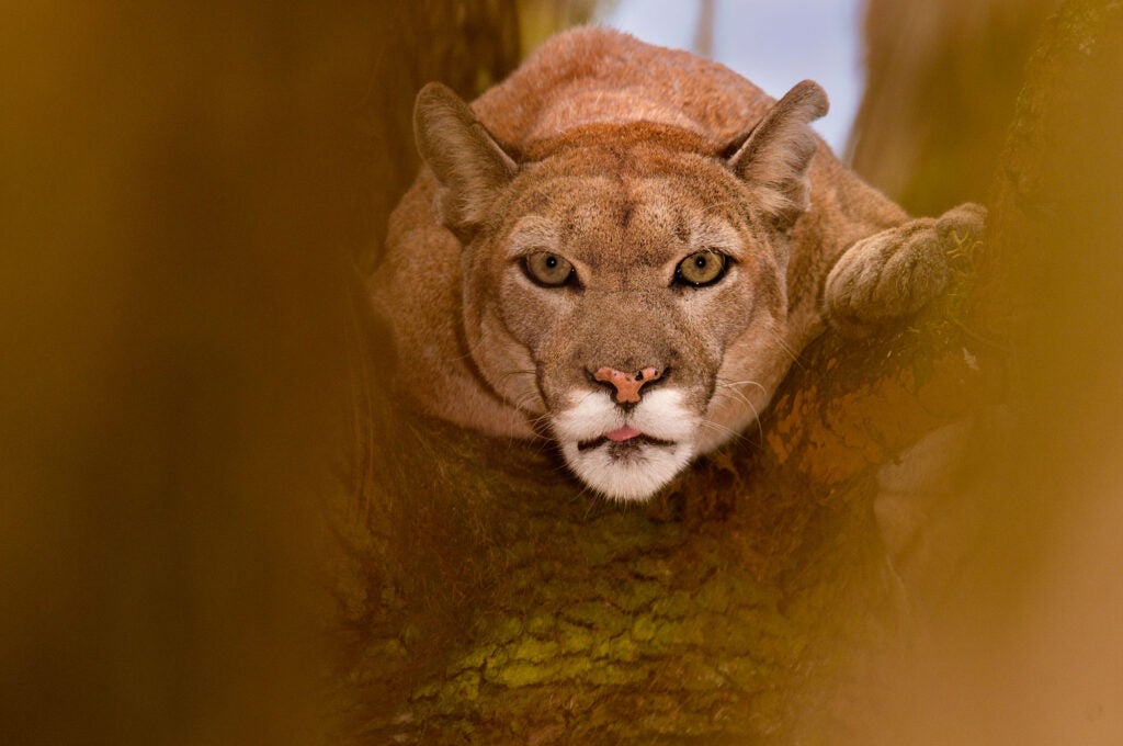 A Florida panther at White Oak Conservation Center, Florida.