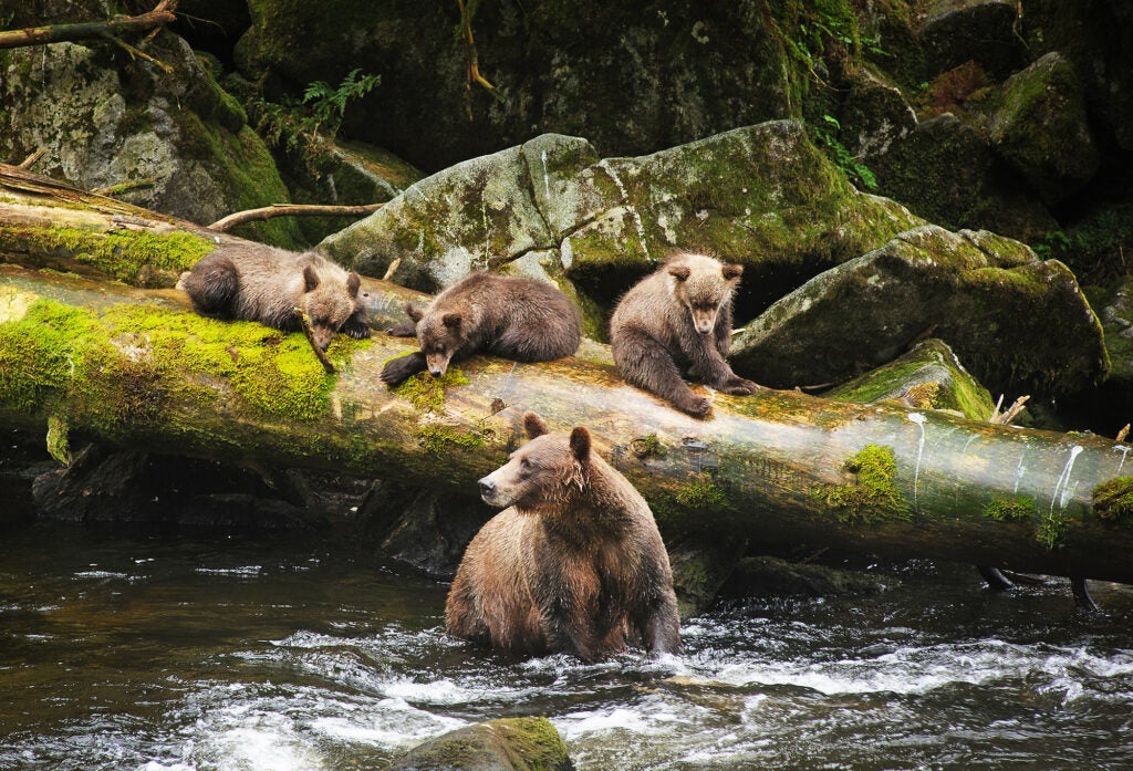 A large bear in the water and three small cubs sitting behind her