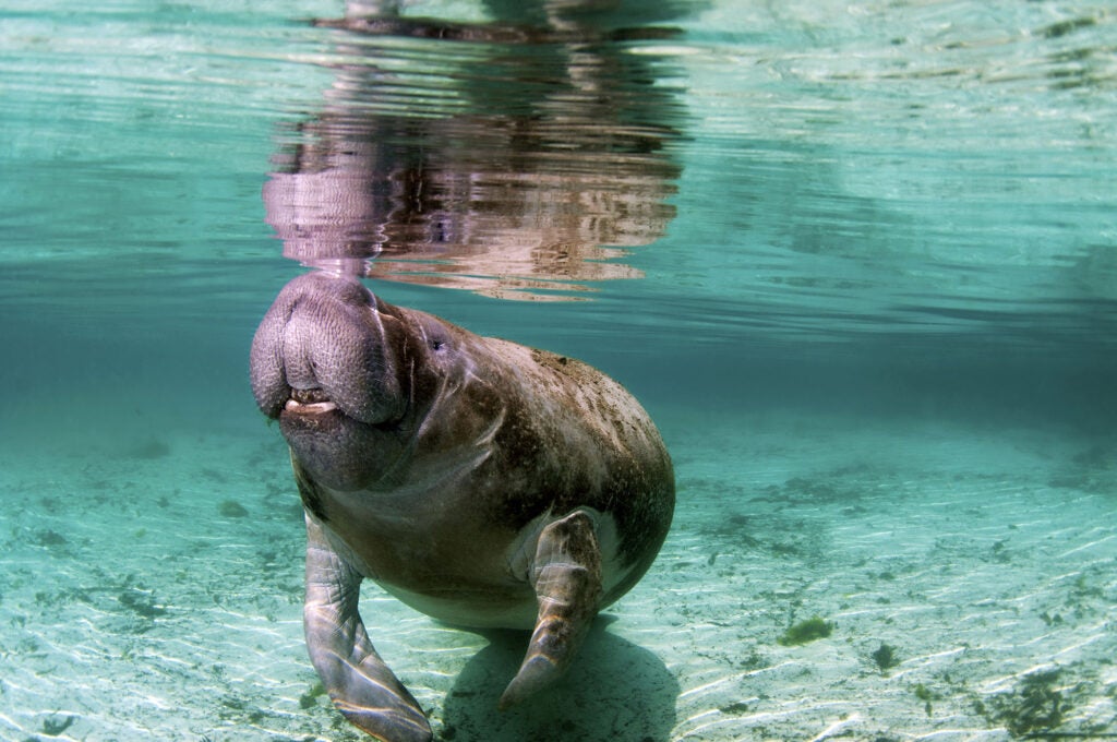 A manatee swimming in Florida’s Crystal River. In 2021, over a thousand manatees in Florida died and more than half of those deaths were due to lack of their chief food source, sea grass. Sea grasses cannot survive the excessive levels of nitrogen and phosphorus flowing into lagoons from areas such as industrial farms, golf courses, and heavily landscaped developments. (Greg Amptman / Shutterstock)