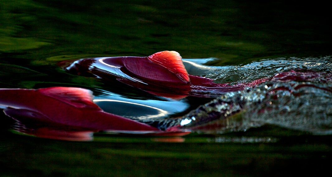 Salmon in the Bristol Bay watershed.