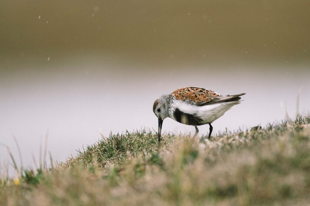 A dunlin searches for food among short green grasses in the Western Arctic, in the area close to Lake Teshekpuk. (Kiliii Yuyan for Earthjustice)