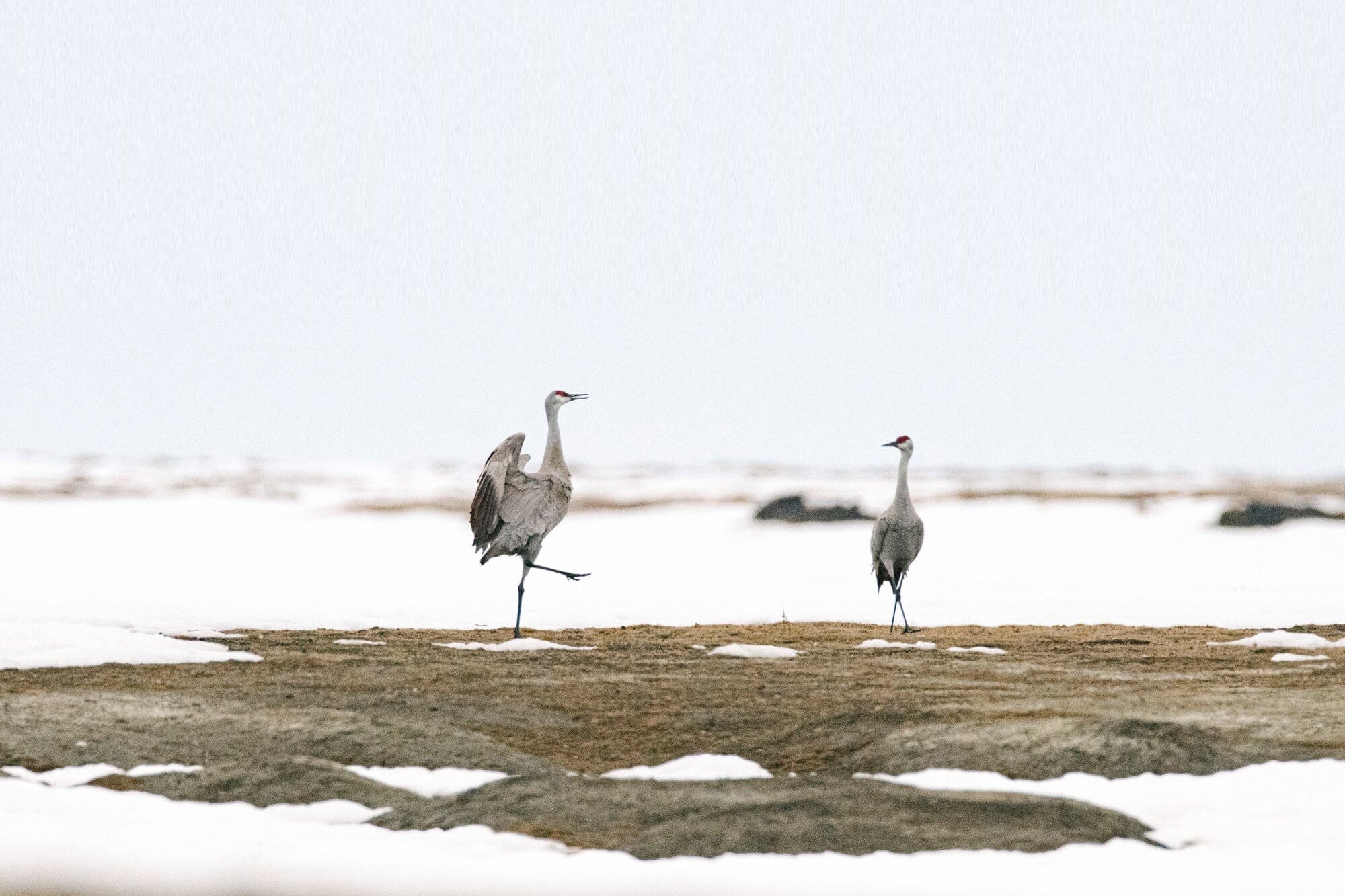Two sandhill cranes dance in the Western Arctic, in the area close to Lake Teshekpuk.