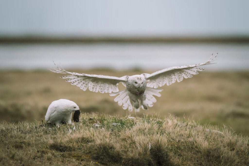 A pair of snowy owls in the Western Arctic, in the area close to Lake Teshekpuk. One owl crouches down, holding a small rodent in its mouth. The second is in midflight, with its wings spread.