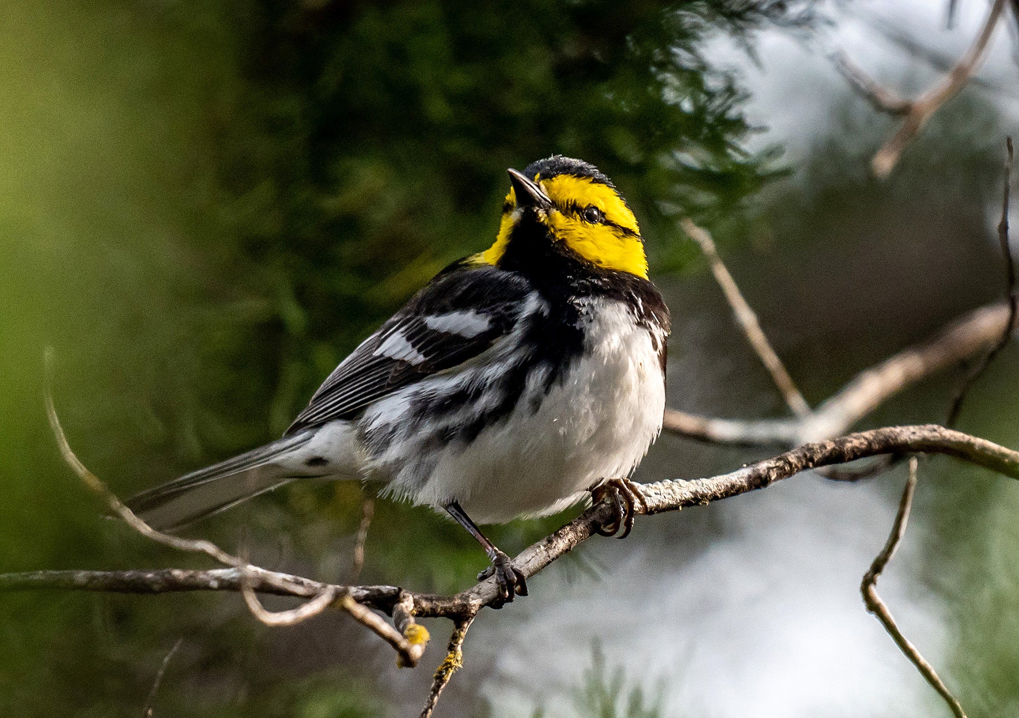 Small bird on a branch