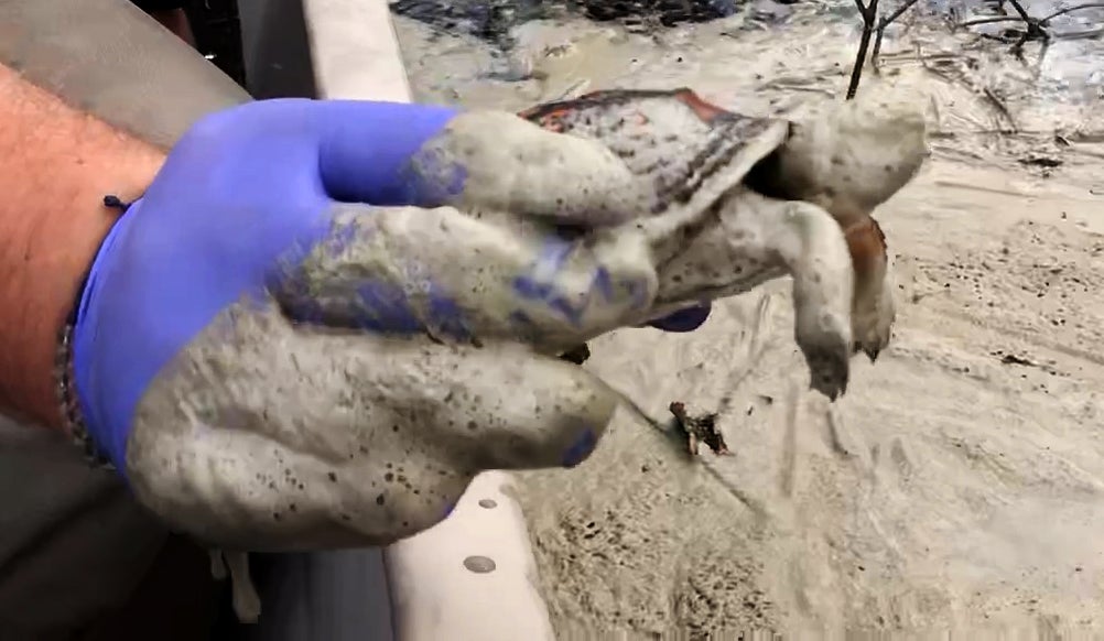 A turtle is rescued from a river of coal ash near the L.V. Sutton Power Station outside Wilmington, N.C., in 2018. Flooded conditions from Hurricane Florence have caused parts of the coal ash dam to fail. The turtle was cleaned and released in cleaner waters.