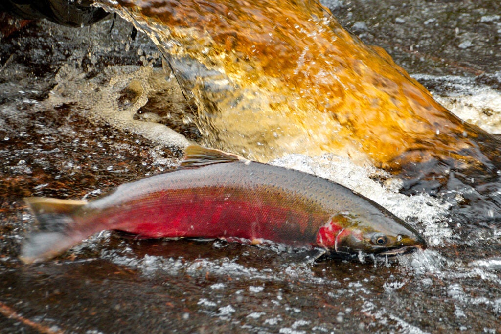 Coho salmon returning from its years at sea to spawn, seen near the Suquamish Tribe's Grovers Creek Hatchery.