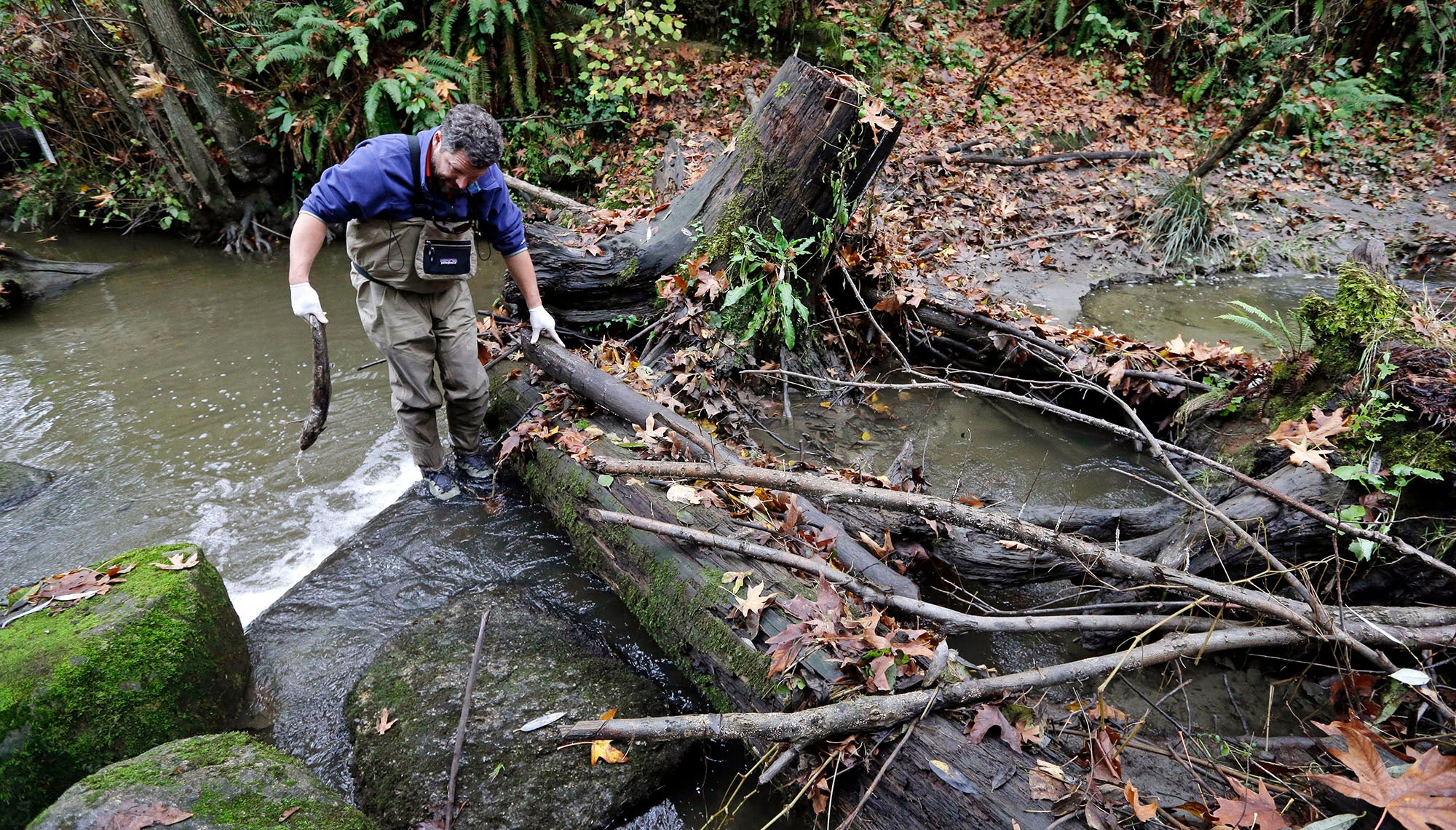 A man explores urban mortality of salmon in a creek