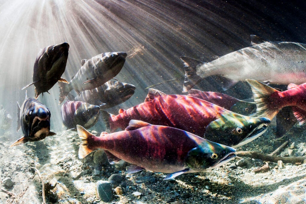 During September, sockeye and coho salmon (Oncorhynchus nerka and kisuch) intermingle during their spawning migration in an Alaskan stream. (Thomas Kline / Design Pics)