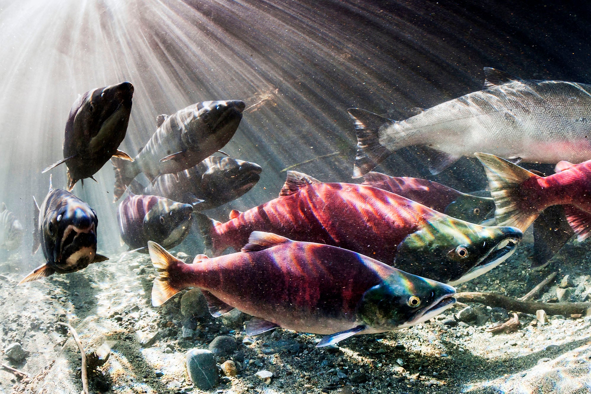 During September, Sockeye and Coho salmon (Oncorhynchus nerka and kisuch) intermingle during their spawning migration in an Alaskan stream, Alaska, United States of America.