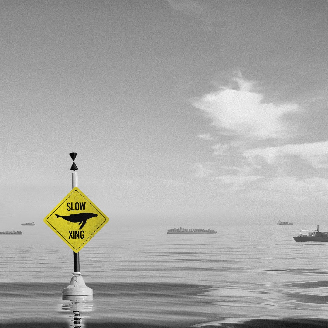 Graphic of a yellow "slow for whales" crossing sign on a buoy in the middle of the ocean, with ships and boats in the background.