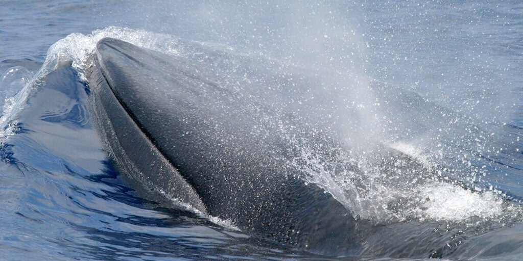 Rice's whale, photographed in the Gulf of Mexico. Rice's whales -- also known as Gulf of Mexico whales -- are members of the baleen whale family Balaenopteridae. With likely fewer than 100 individuals remaining, Rice's whales are one of the most endangered whales in the world. (NOAA)