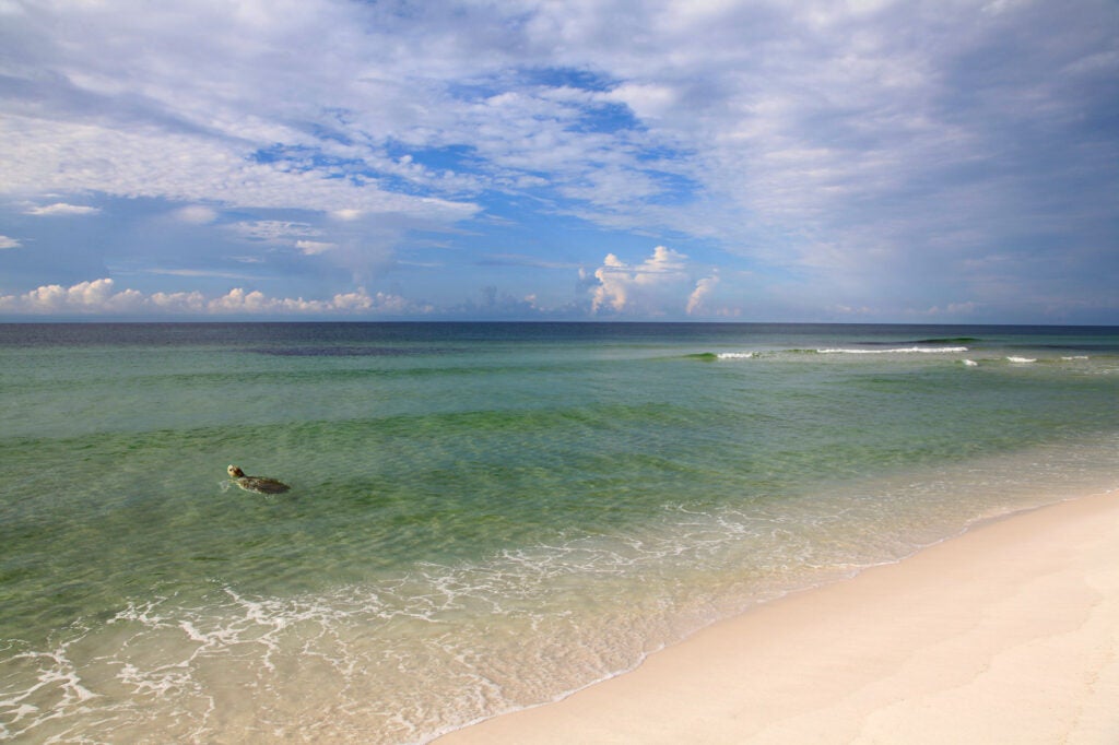 There are only seven species of sea turtles in the world, and all sea turtles found in U.S. waters are protected by the Endangered Species Act. (sdbower / Getty Images)